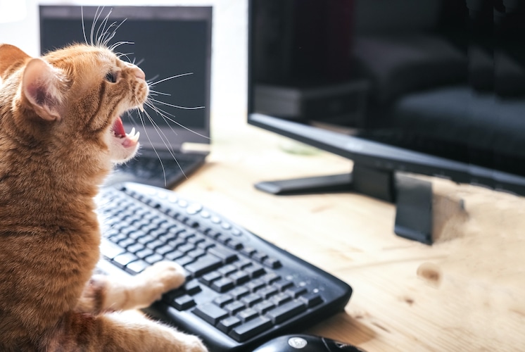 cat image