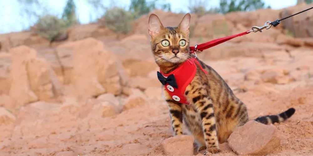 cat image